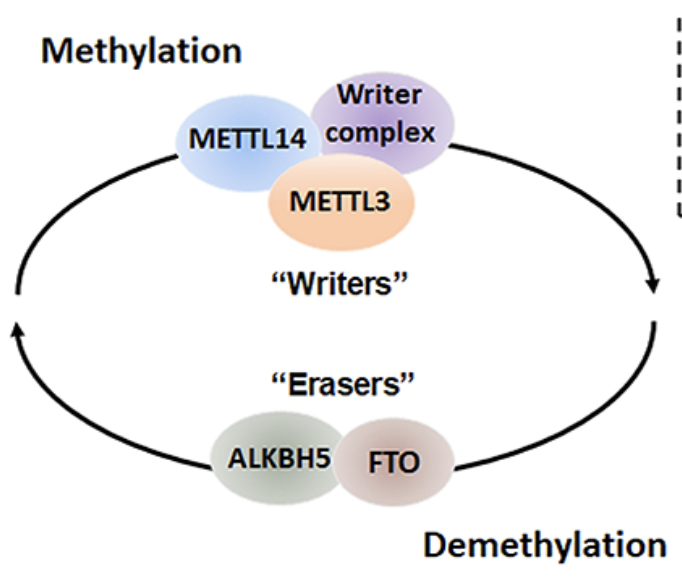 m6A modification assoicated with Cardiovascular Disease